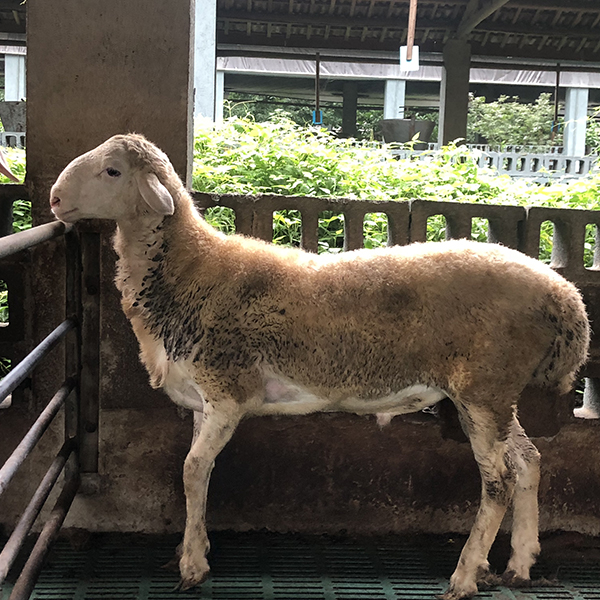 湖羊圖片1.jpg-1